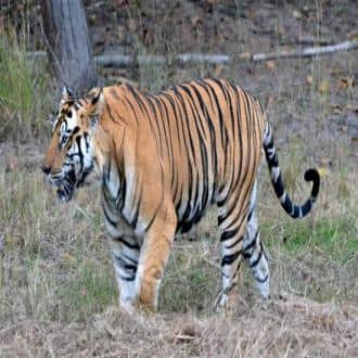 A Unique Owner-run Lodge For Wildlife Lovers, Bandhavgarh 1